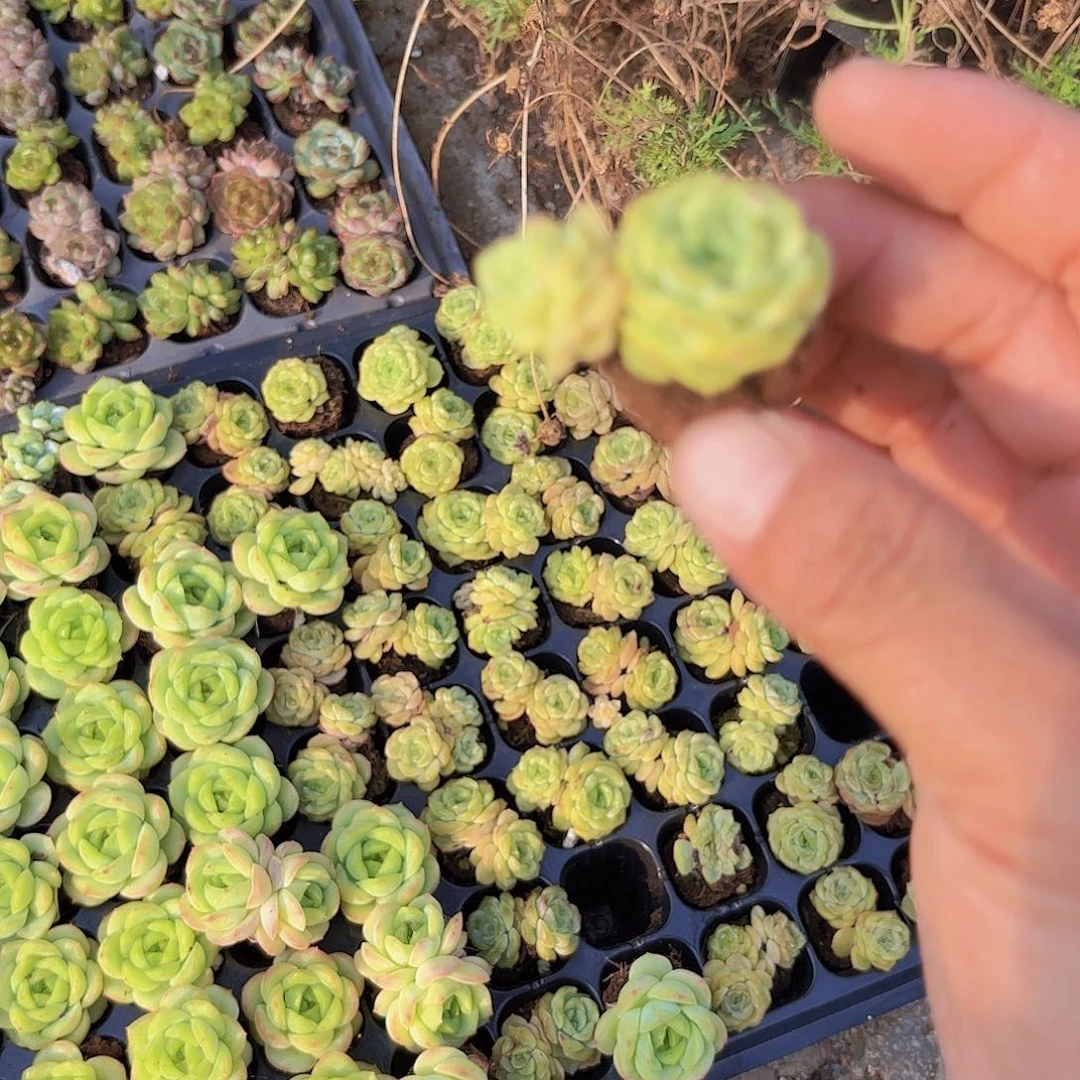 熔晶双头老桩一颗量拍