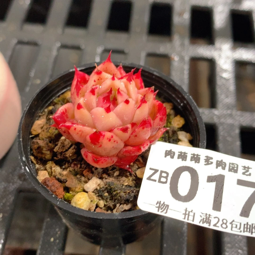 肉萌萌拇指盆精控多肉ZB017