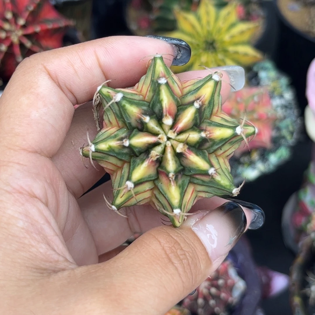 泰系肋骨锦，裸根发