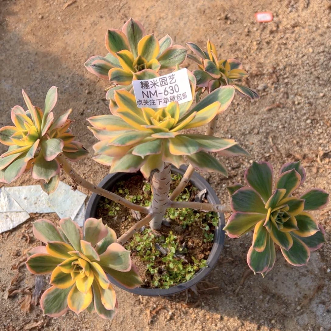 灿烂多肉植物630