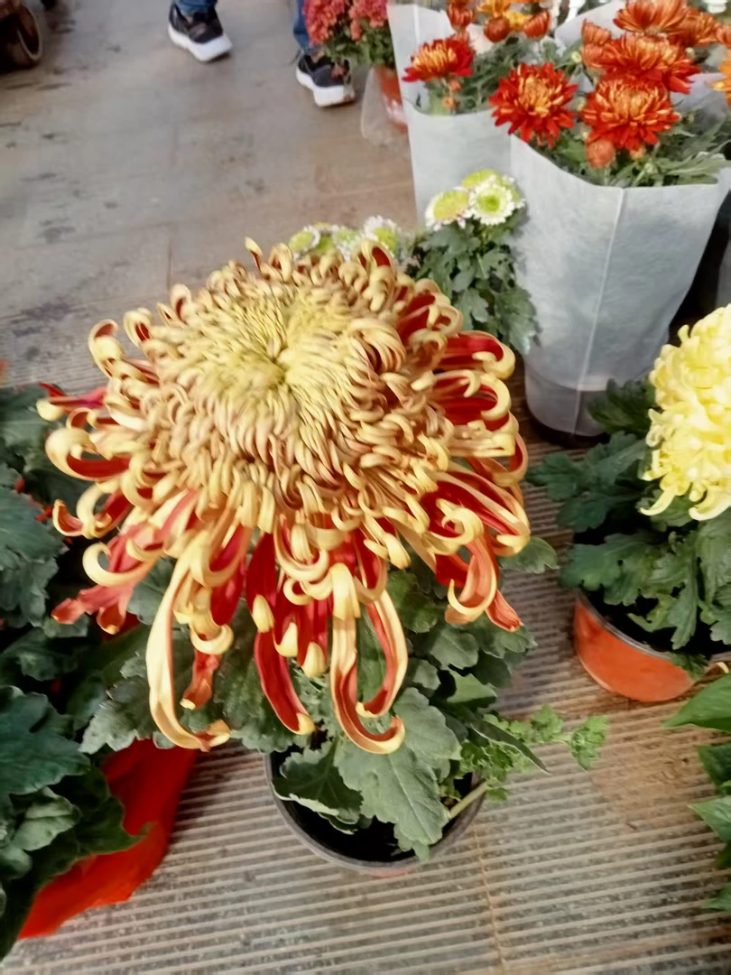 （燕山秋韵菊花盆栽）大花型 带花苞 原土原球 基地直销 发货包对