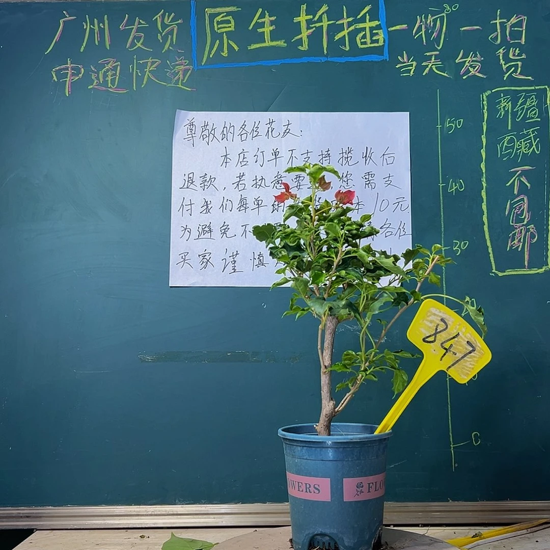当前无花栽培后可以开花蒙娜丽莎红847