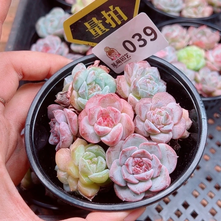 多肉植物多肉植物