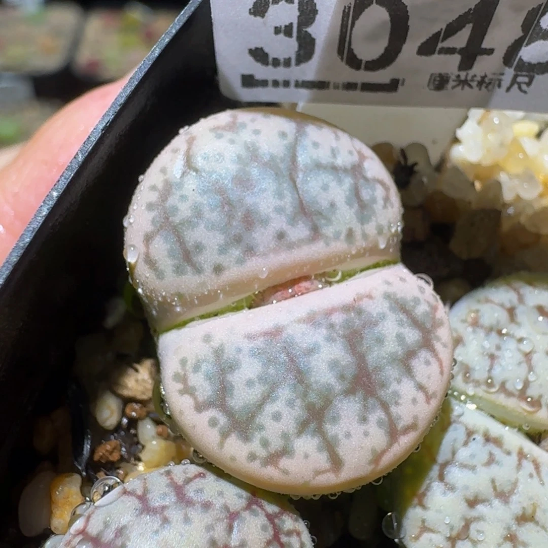 绝绝绝子生石花3048