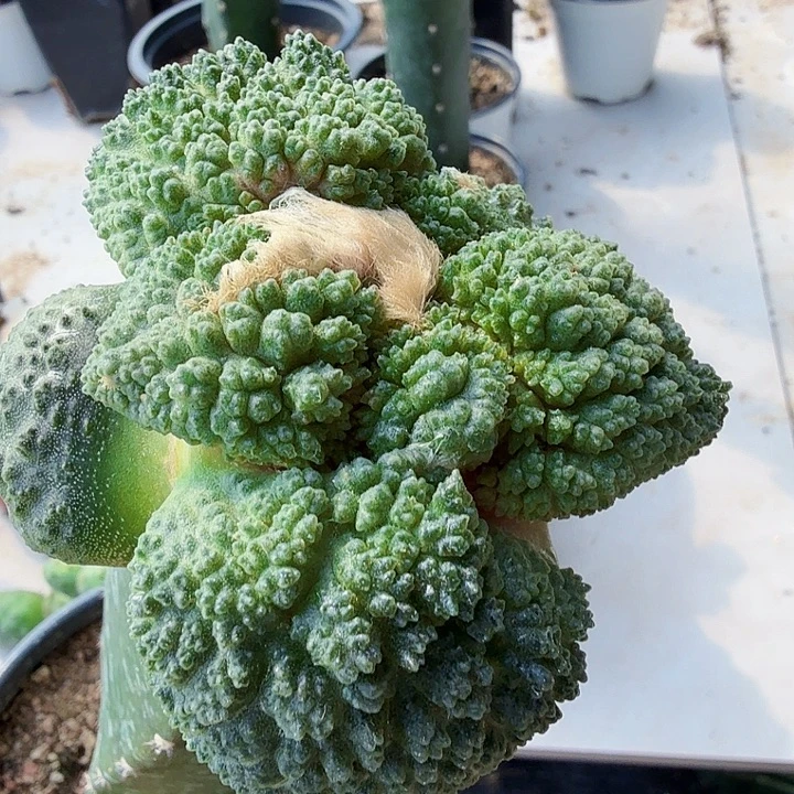 无花朵892大丸叶菜花牡丹