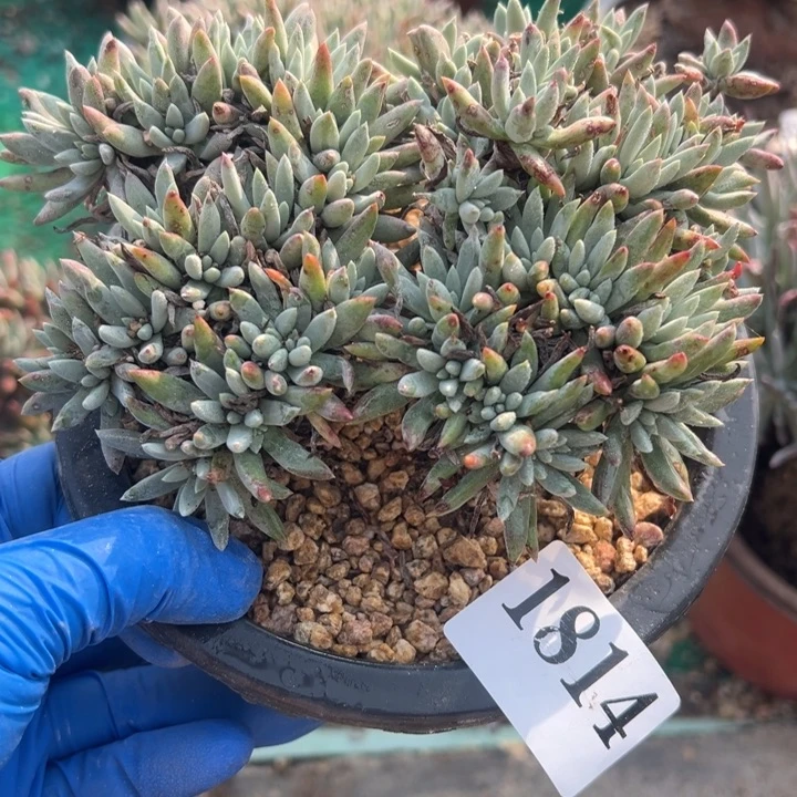 814号绿菊山东多肉植物