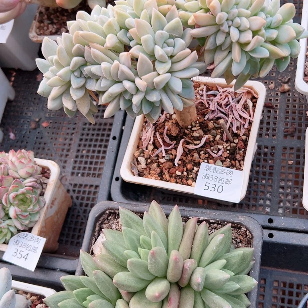 暮***音多肉一物一拍植物530