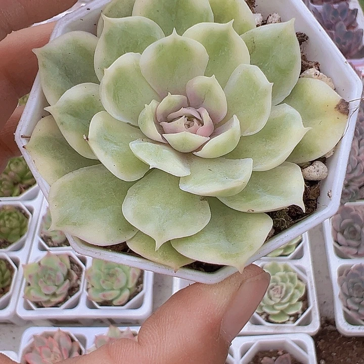 昂斯诺锦19包邮多肉
