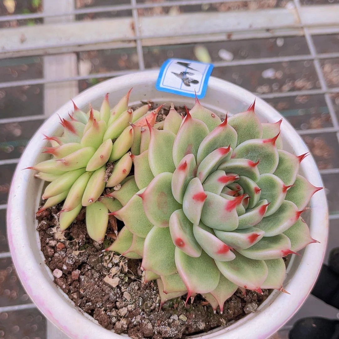 托斯卡12公分999999999