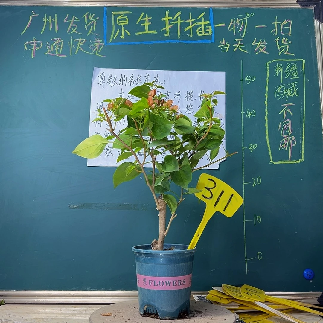 当前无花栽培后可以开花粗杆 暗斑夕阳红311