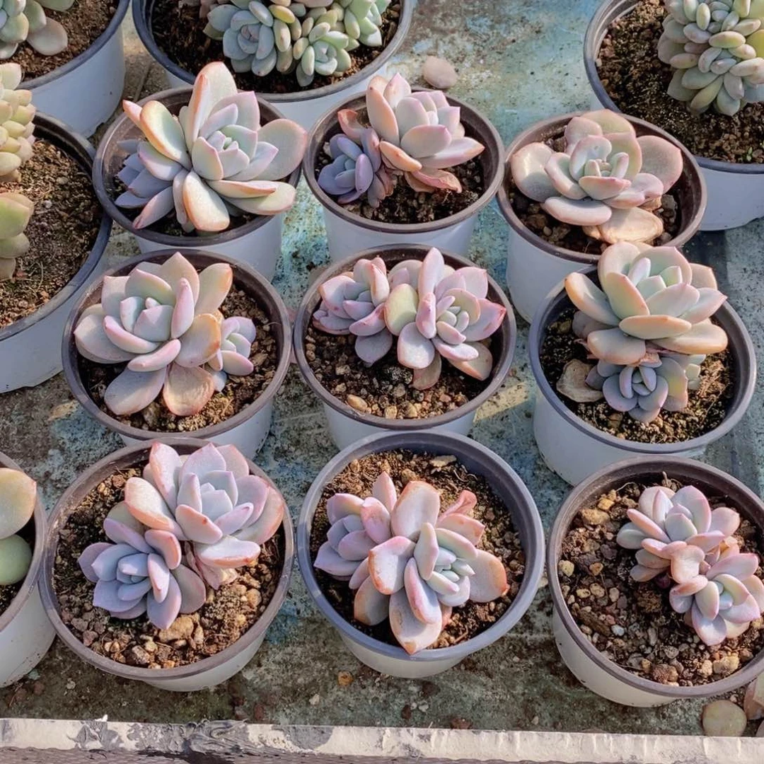 甜**i奶茶多肉9999999