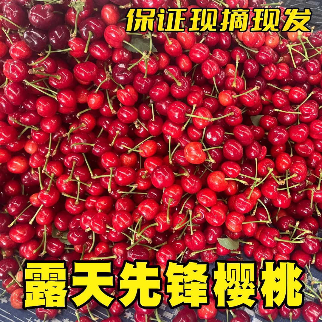 山东露天先锋樱桃老品种脆甜多汁现摘空运酸甜可口新鲜好吃