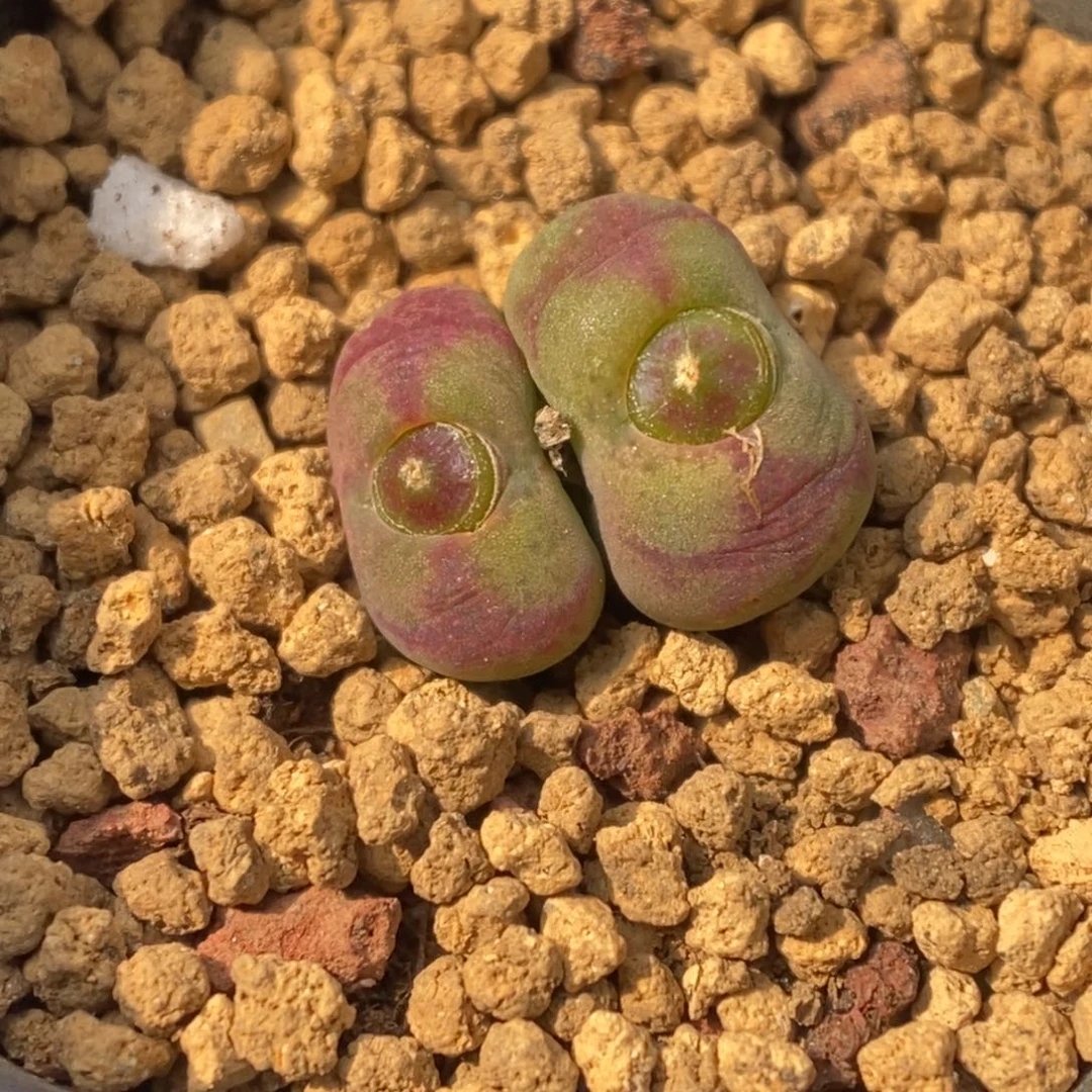 多肉植物肉锥杂交K-4826