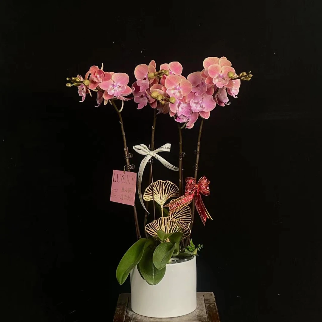 【唯美】室内 蝴蝶兰花 盆栽开花株 四季好养护绿植叶片