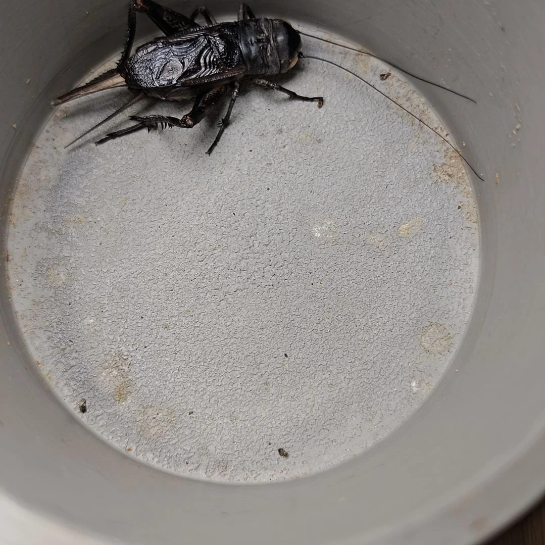 蟋蟀歪门邪调 天蝎90