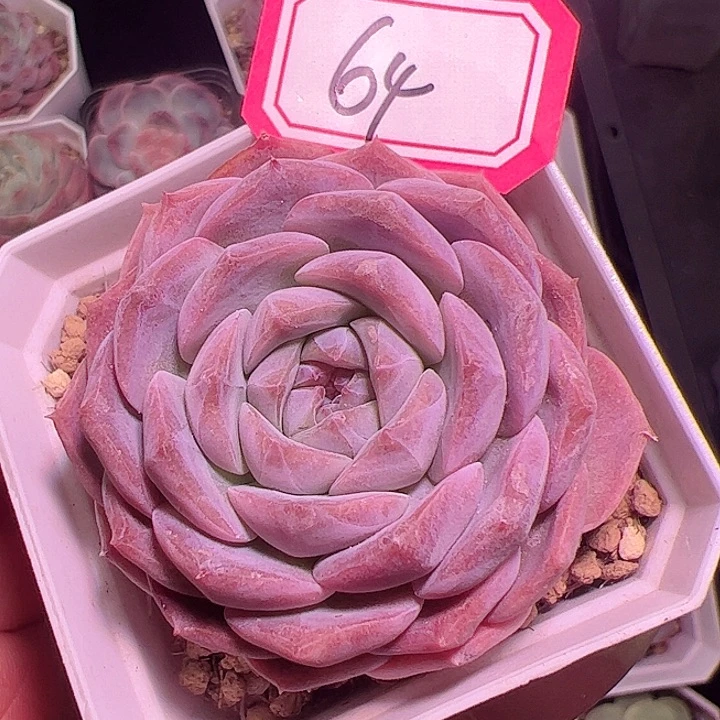 祥云多肉植物单头