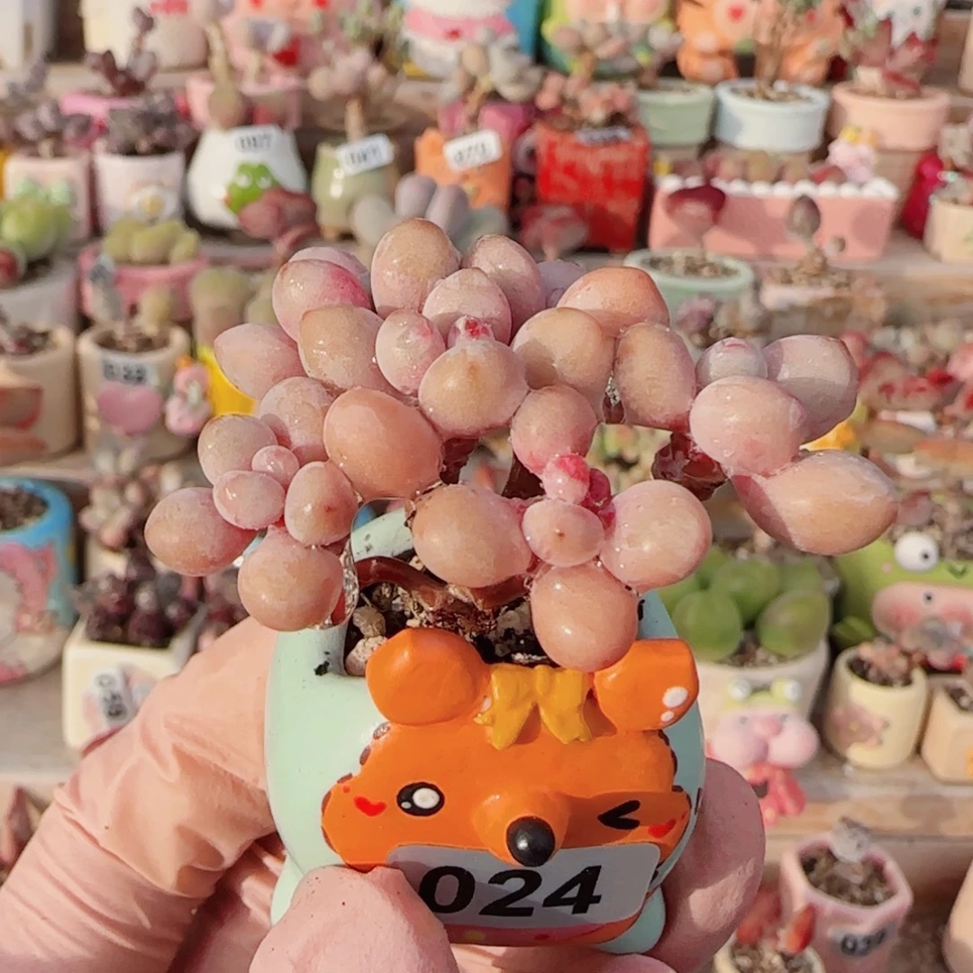 T手捧桃蛋盆口2cm