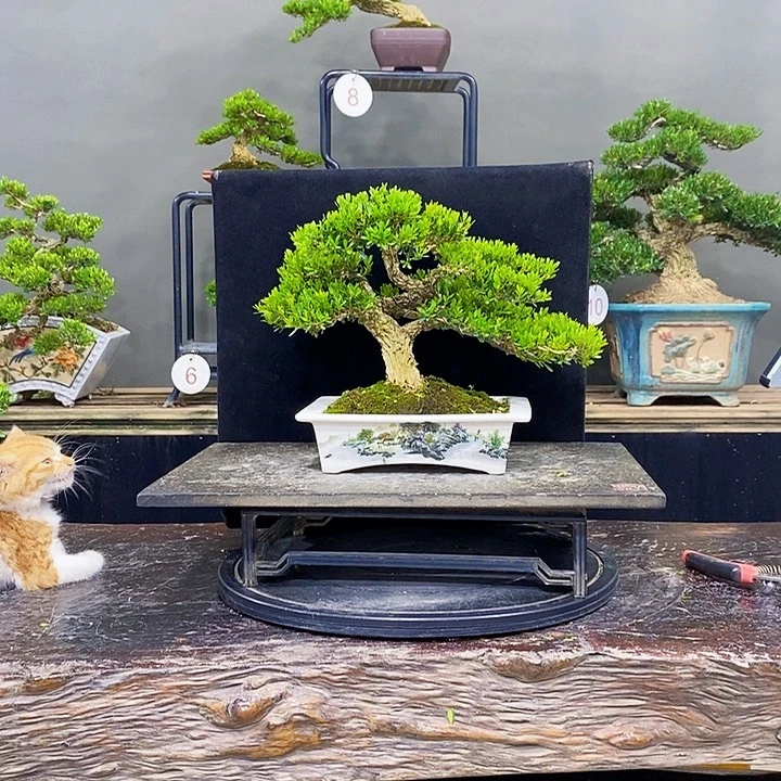 无花朵黄杨盆景四季常青
