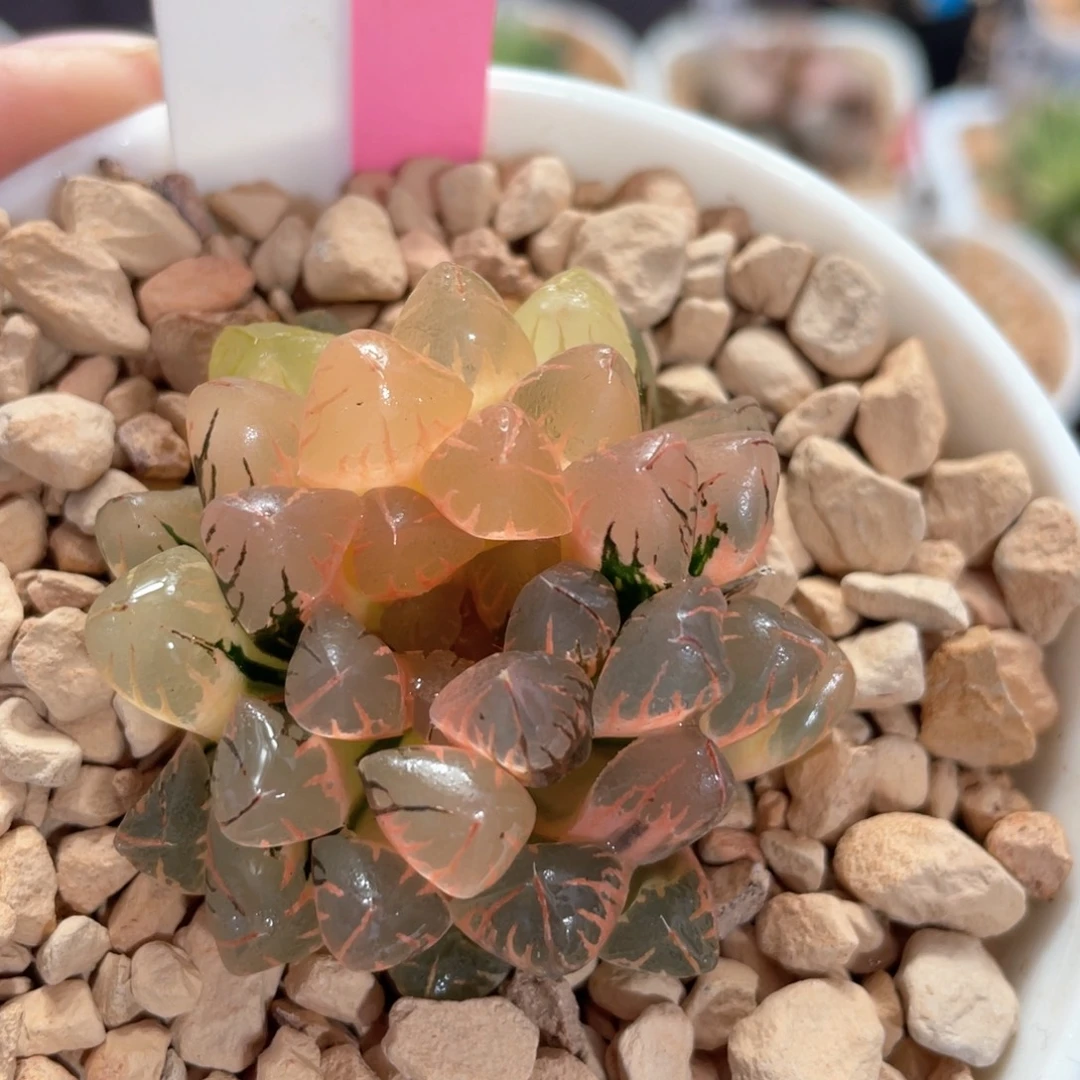 157灵犀玉露锦。