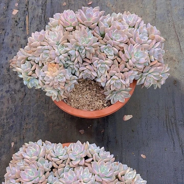 爱***妍淡雪锦多肉植物老桩