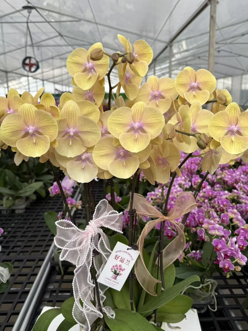 【黄金万两】蝴蝶兰 黄色大花型 四季花 室内花精品 源头基地直