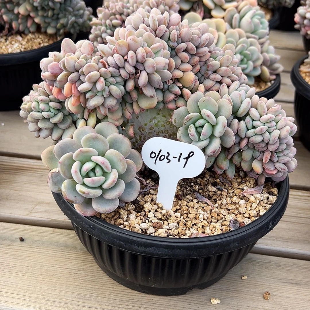 ****n0103-19韩系香香雪缀补价