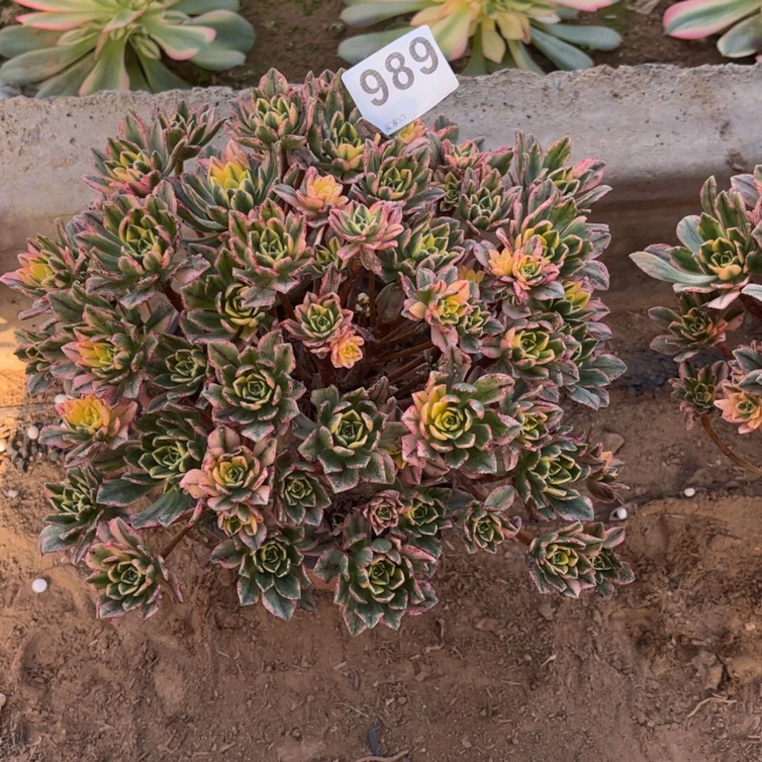 甜茶989不包断枝的