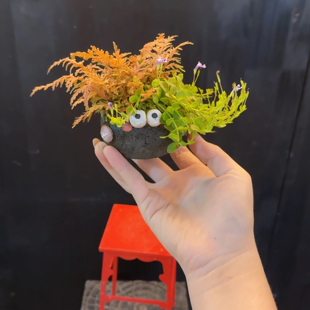 无花朵山野草手作盆