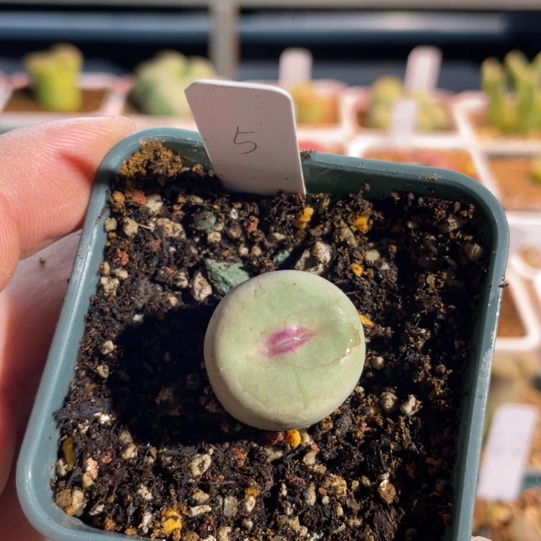 用***0红嘴嘟嘟嘴植物一物一拍