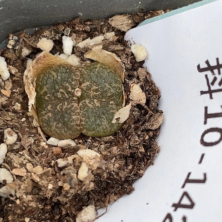 10-142勋章多肉植物