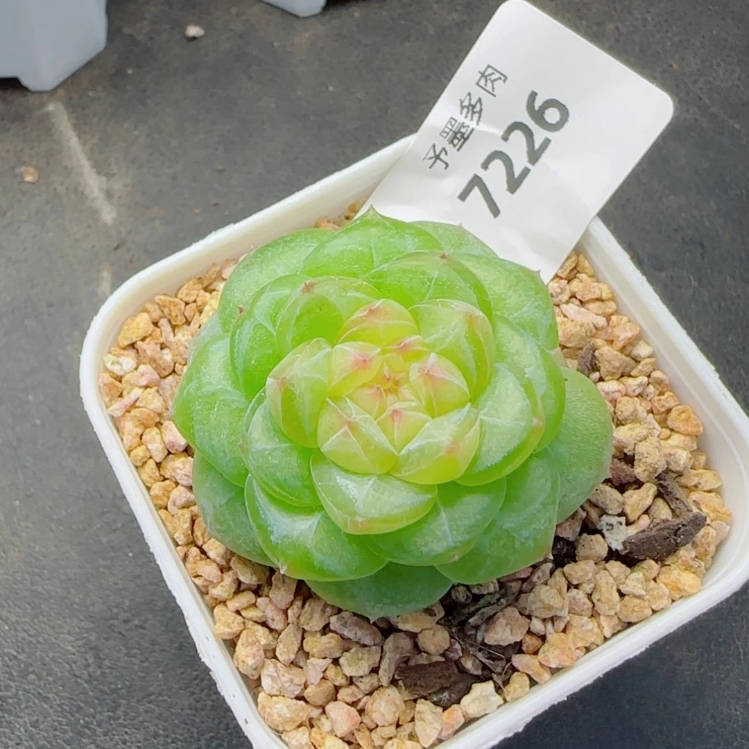孤品珍妮，7226多肉植物