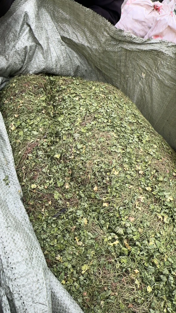 满天星中草药满天星 晒干 天胡荽小叶破铜钱 500克