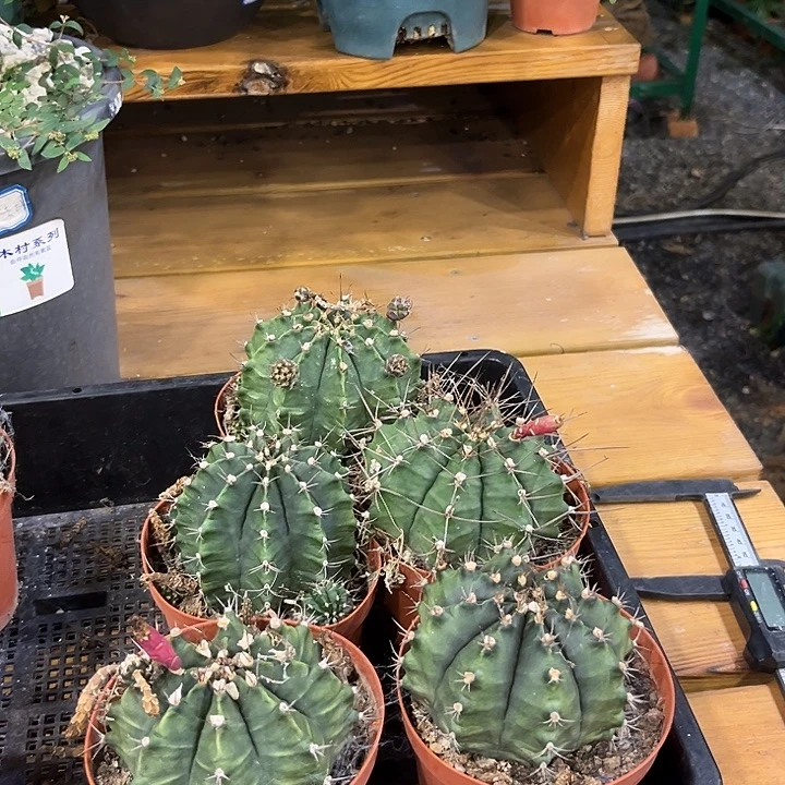 汤圆植物仙人球牡丹特价出