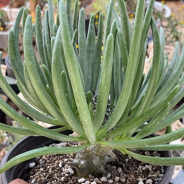 6020钟馗带盆一一一一