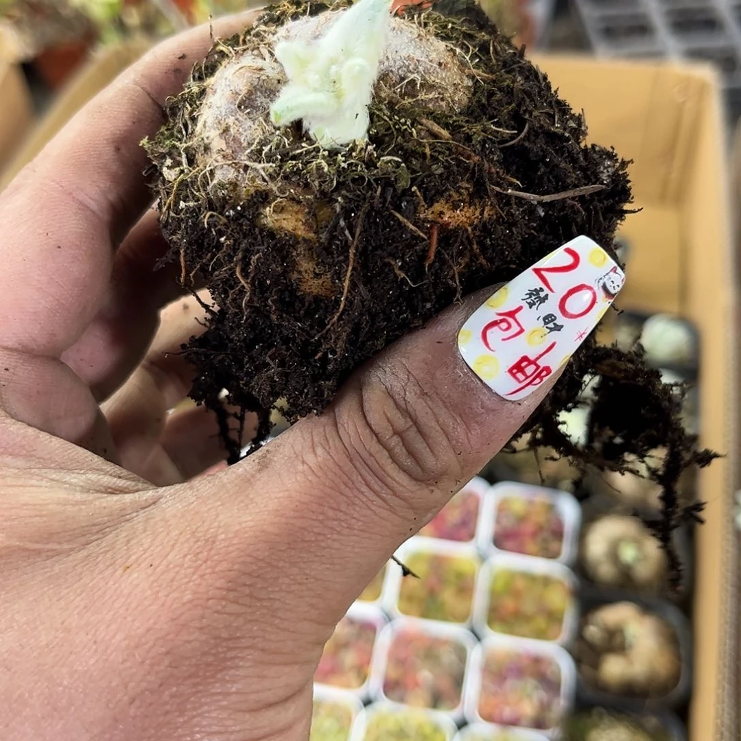 大号断崖女王5厘米单头发货有根