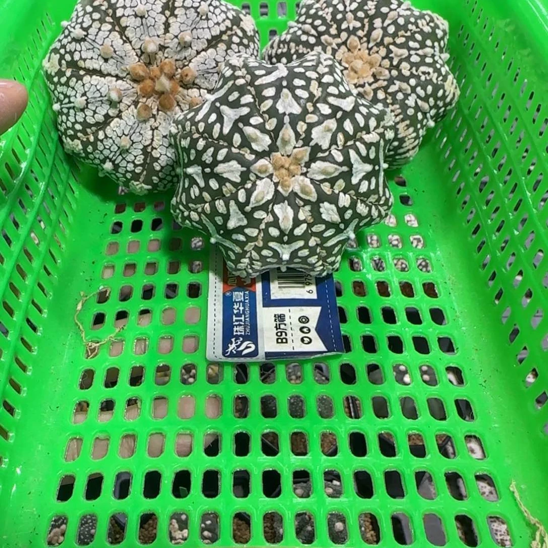 无花朵1号福利3个海星组合