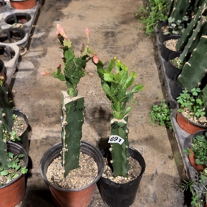 690+691嫁接蟹爪兰：索菲亚+黄金