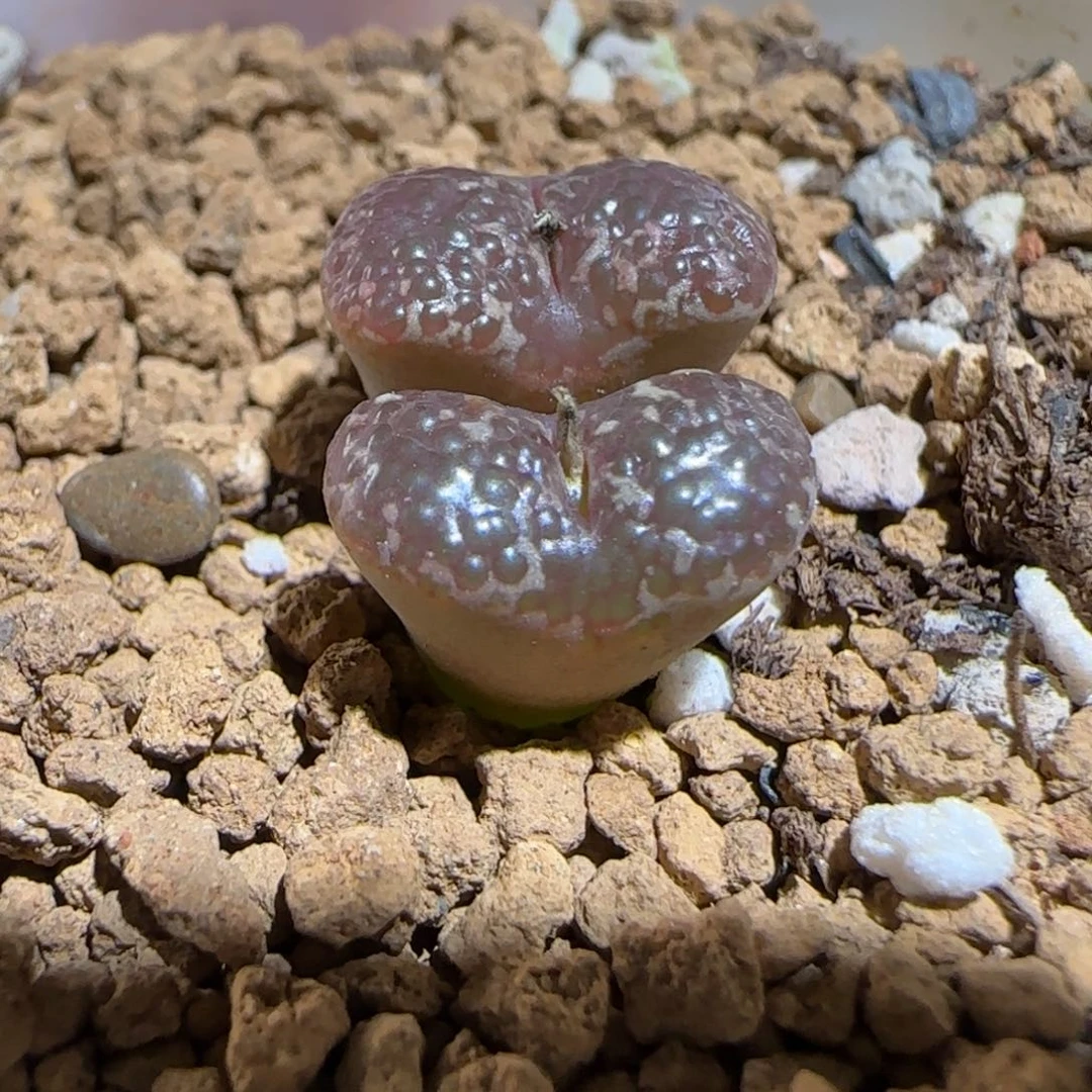 肉锥多肉植物组合-10km泡泡勋491