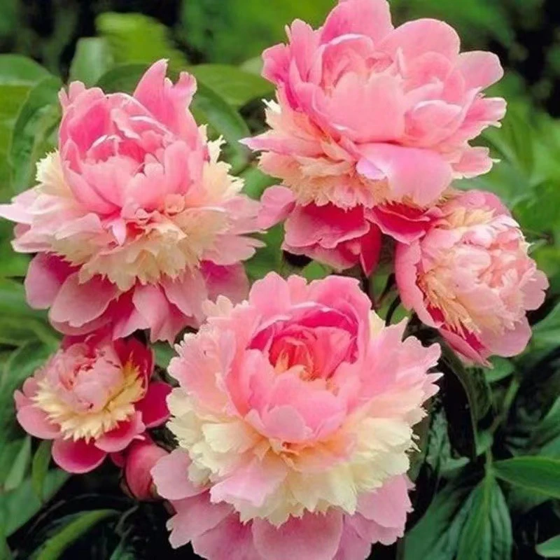 【新疆包邮】芍药根块带芽芍药种根花根球 室内庭院绿植盆栽