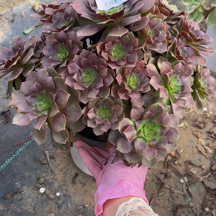 253 多肉法师不包断枝