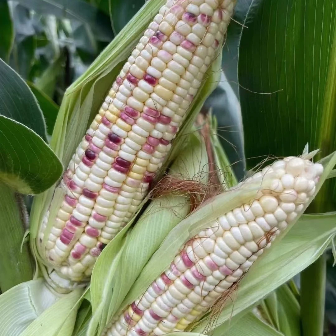 农家花糯玉米～8根花糯玉米湖北省