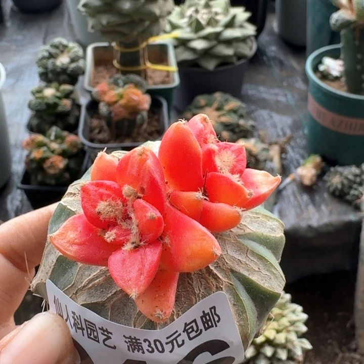 946双头龙牙黑牡丹锦