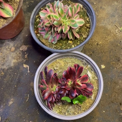 两盆多肉植物4701