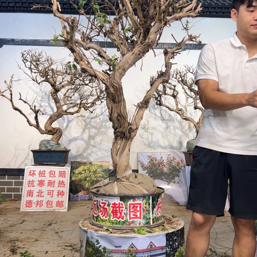 无花朵金银花开花14235266