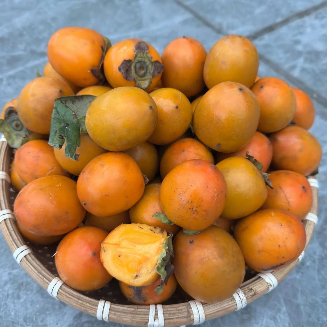 正宗广西土柿子小柿子脆甜无酸 新鲜采摘现摘现发收到自己泡清水