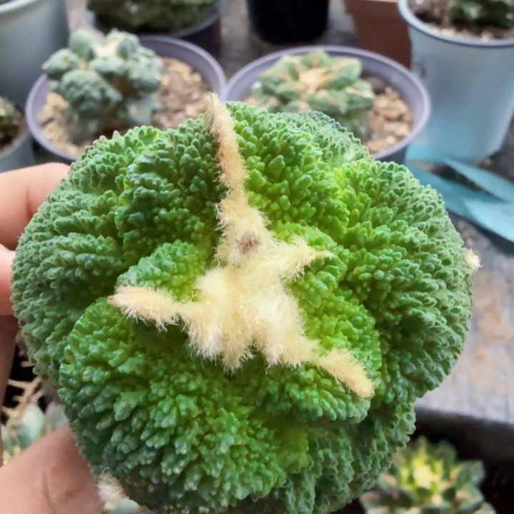 旋****966大尤哥斯拉牡丹仙人球