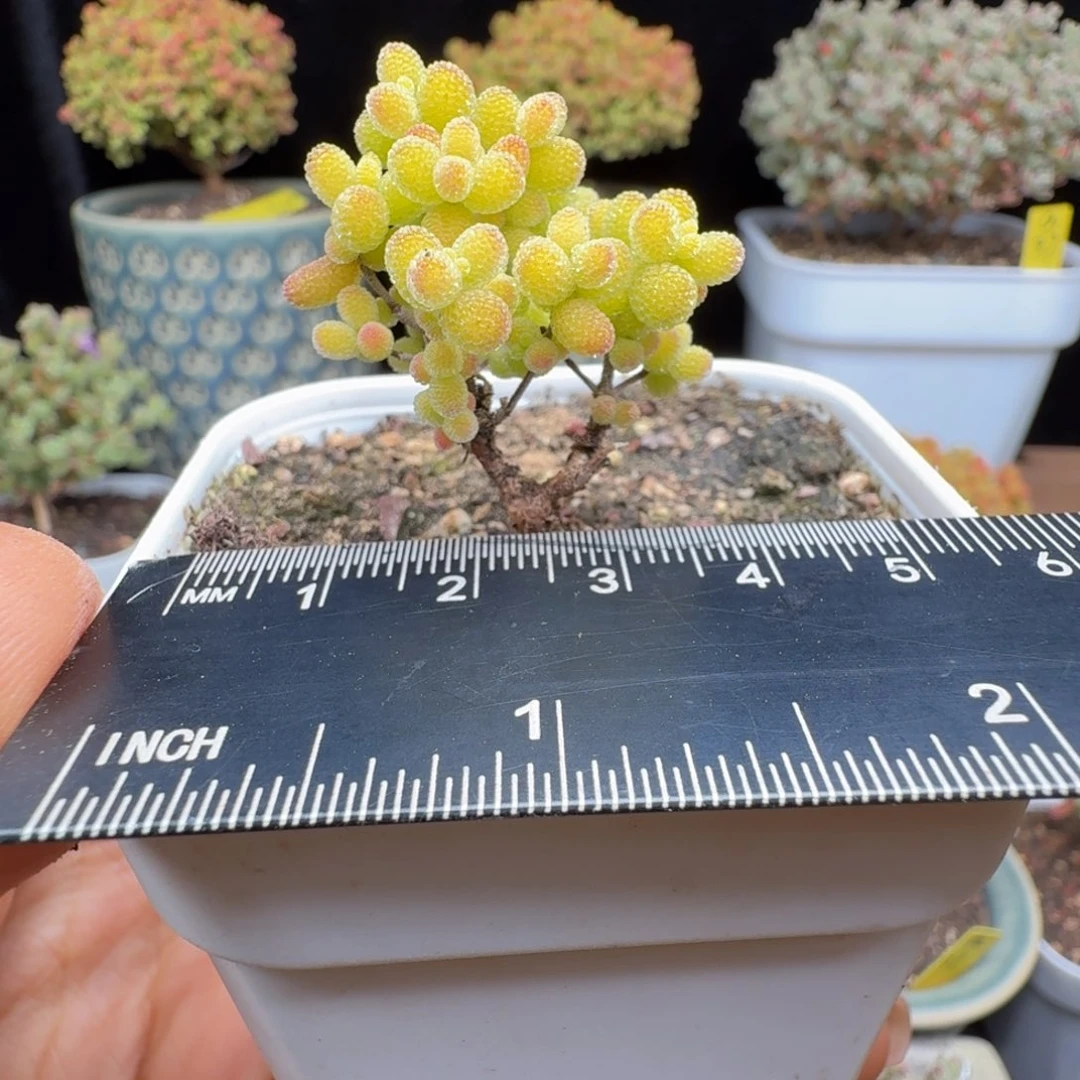 小**腻a8号金桔冠服3厘米左右