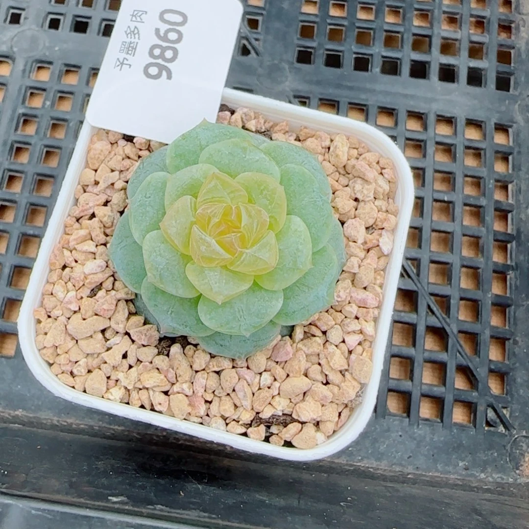 蜜蜡，9860多肉植物