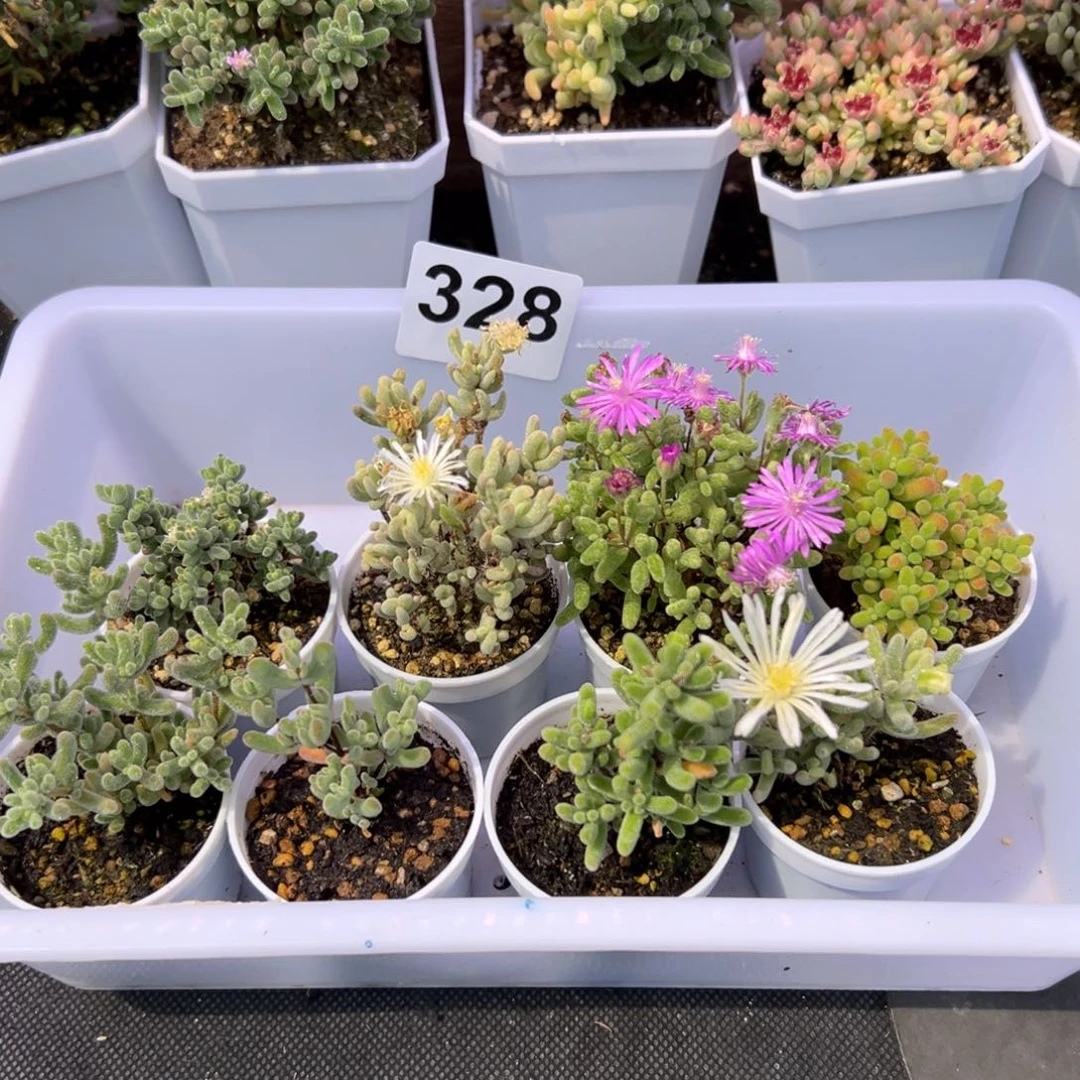 多肉植物枝干8颗