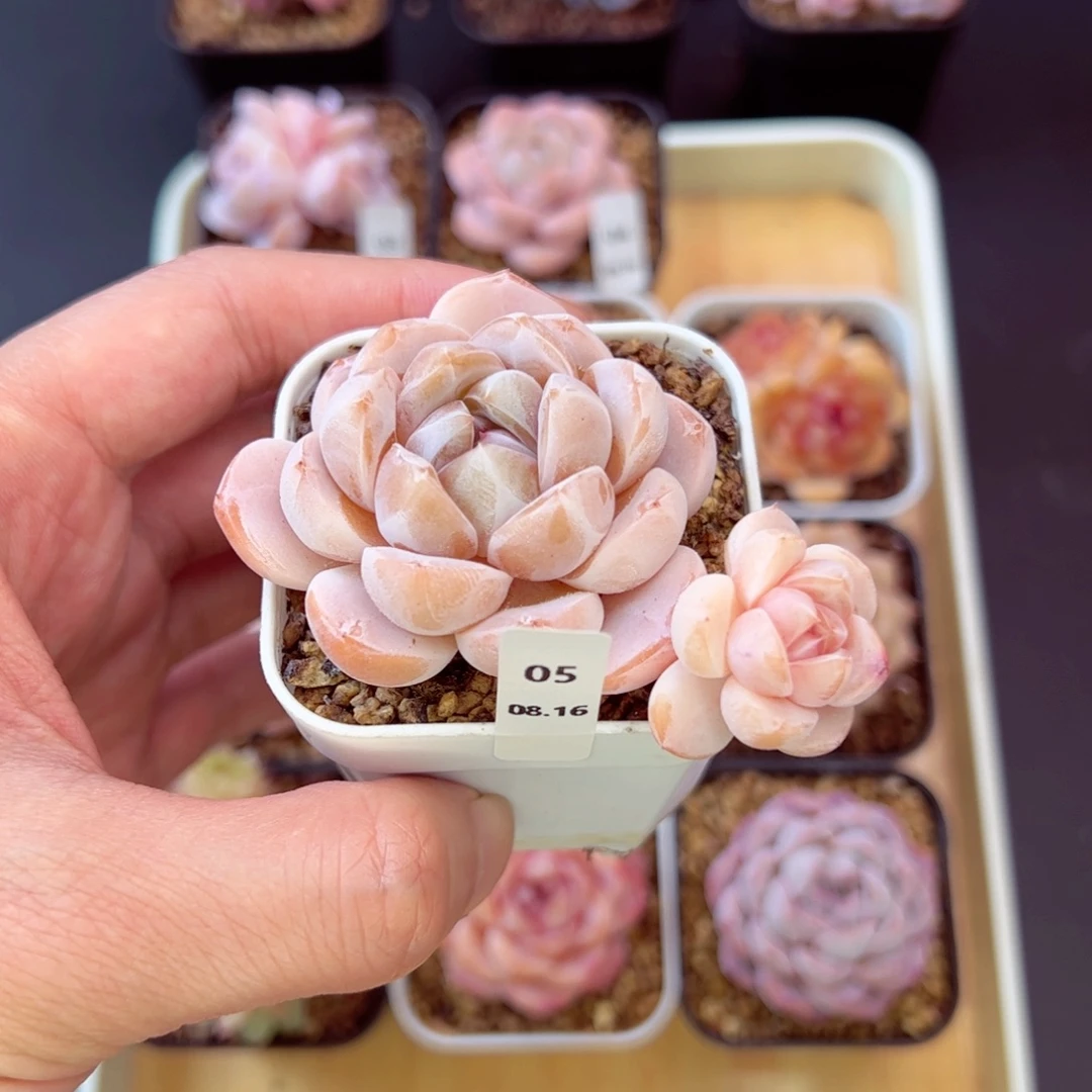 好好看05、哈哈哈哈哈